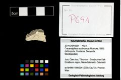 Foto (Objekt + Etikett) von Cracensigillatus acutirostrus (Moericke, 1889)  (NHMW-GEO-2014-0194-0691)